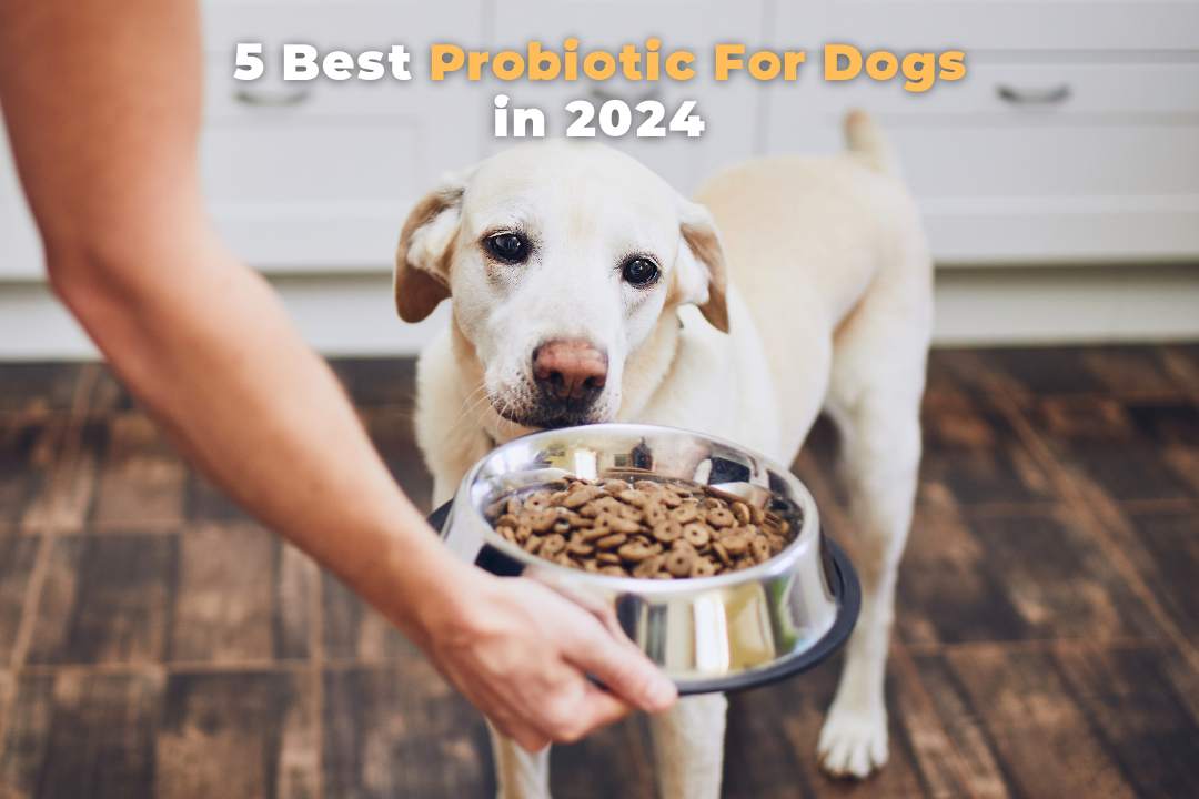 Best probiotic prebiotic for dogs best sale