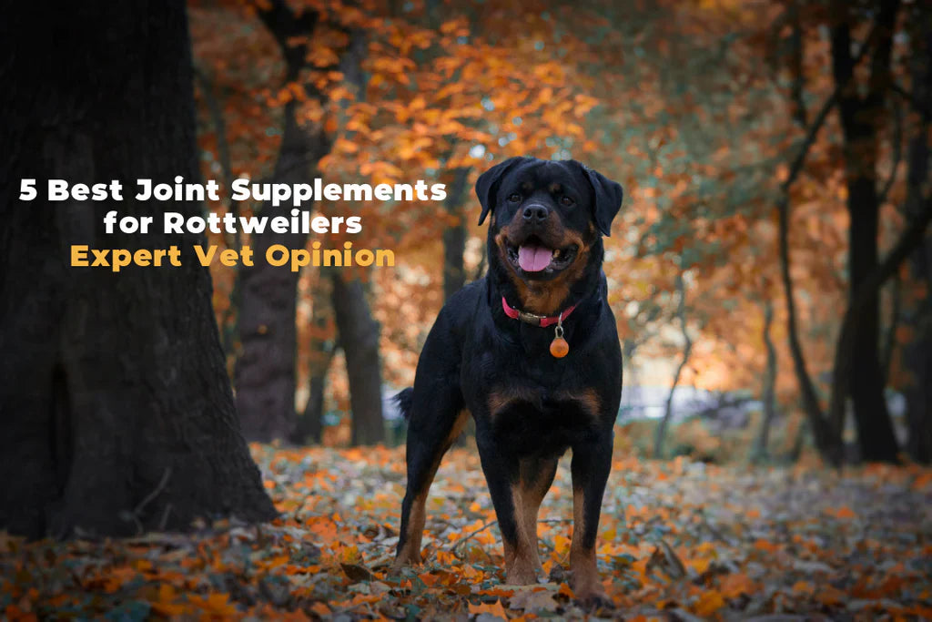 5 Best Joint Supplements for Rottweilers - Expert Vet Opinion