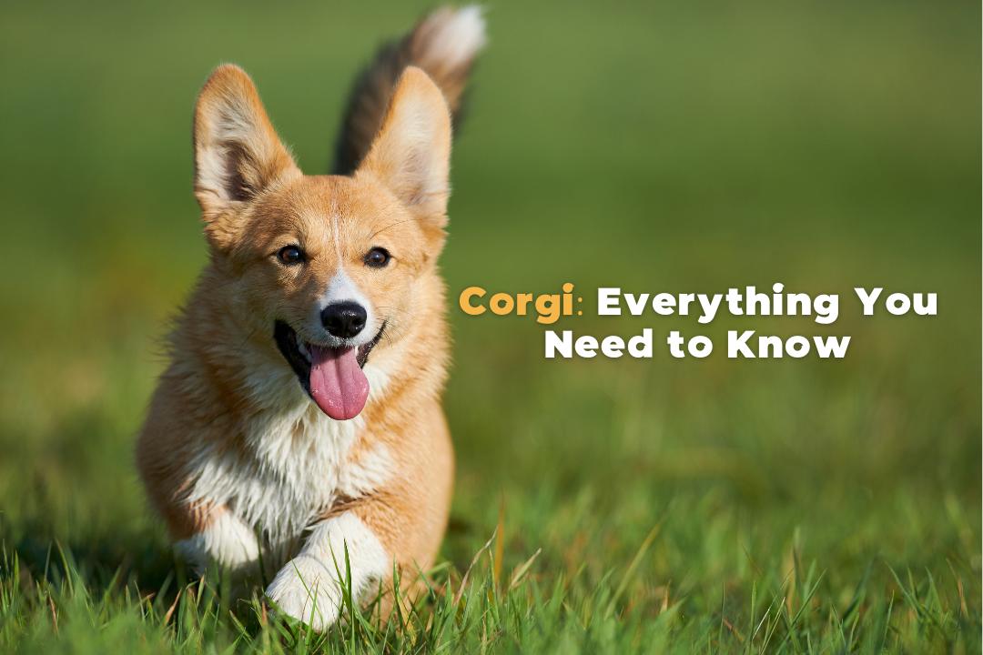 Corgi History Characteristics Temperament Care Tips