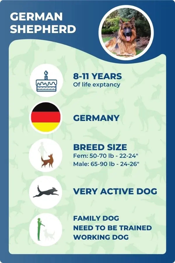 german shepherd facts