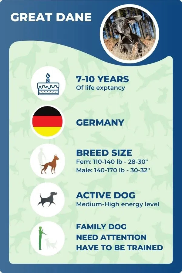 Great Danes facts