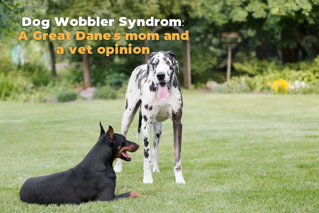 Dog Wobbler Syndrom: A Great Dane's mom and a vet opinion