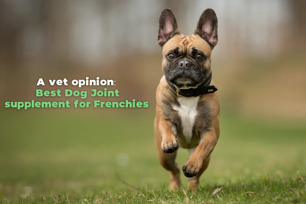 Best vitamins for french bulldog puppies top