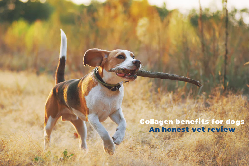 Collagen benefits for dogs An honest vet review