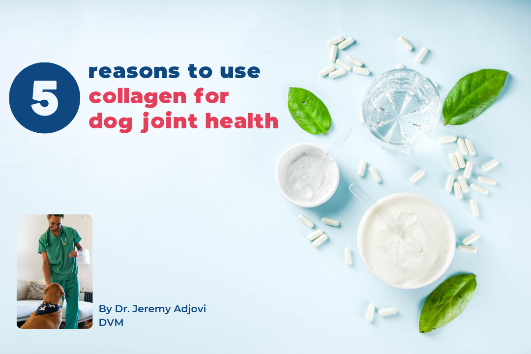 Collagen for Dog Joint Health 5 Reasons to Use