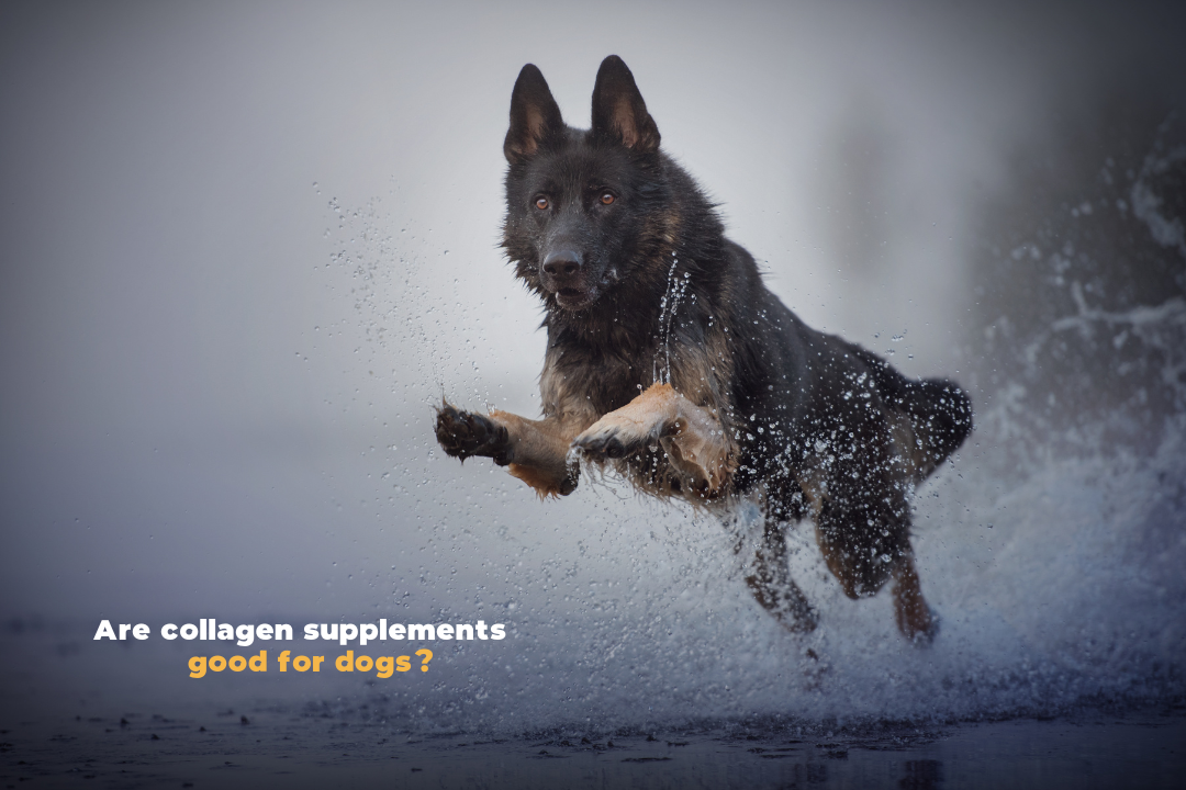 Hydrolyzed collagen for dogs outlet