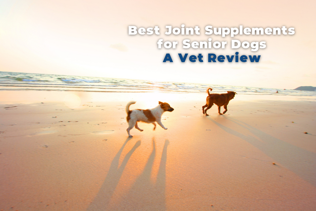 Best Joint Supplements for Senior Dogs - A Vet Review