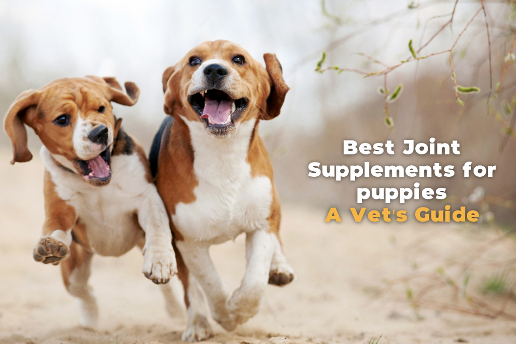 Best Joint Supplements for Puppies: A Vet's Guide