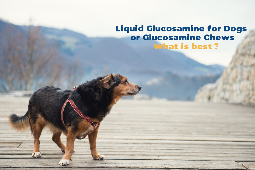 Best dog treats with glucosamine online