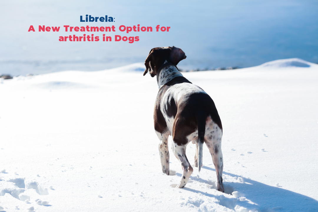 Librela A New Treatment Option for arthritis in Dogs