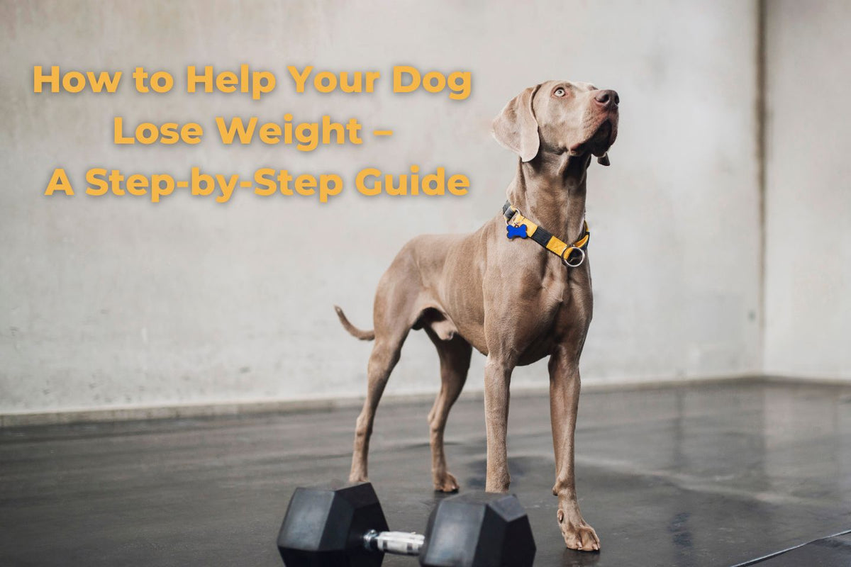 Frequently Asked Questions of how to help a dog lose weight safely