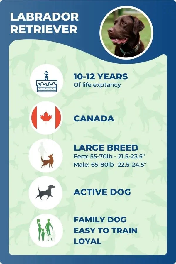 Labrador facts