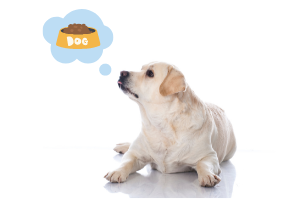 <b> Is Your Dog Overweight? </b>