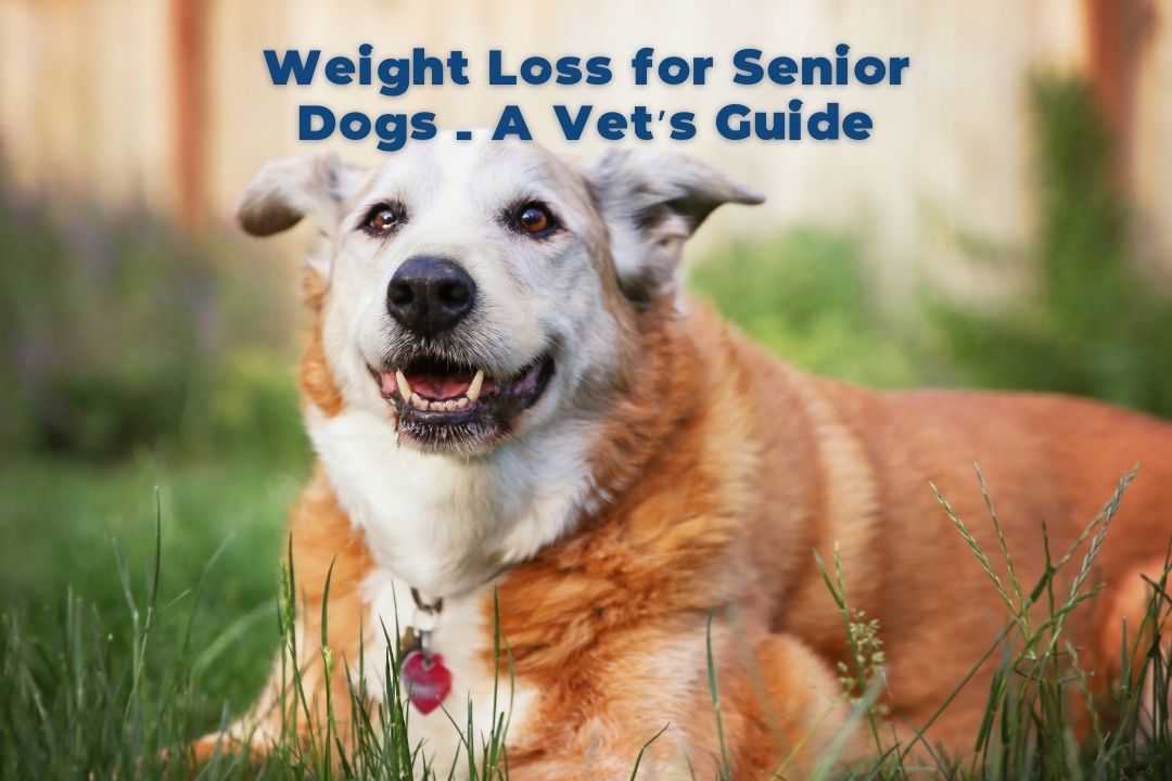 Stunning Does Grass Eating Affect A Dog S Weight Loss image