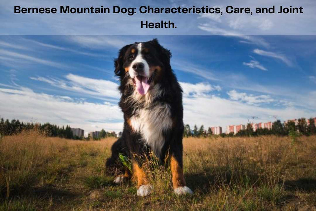 Bernese Mountain Dog: Characteristics, Care, and Joint Health.