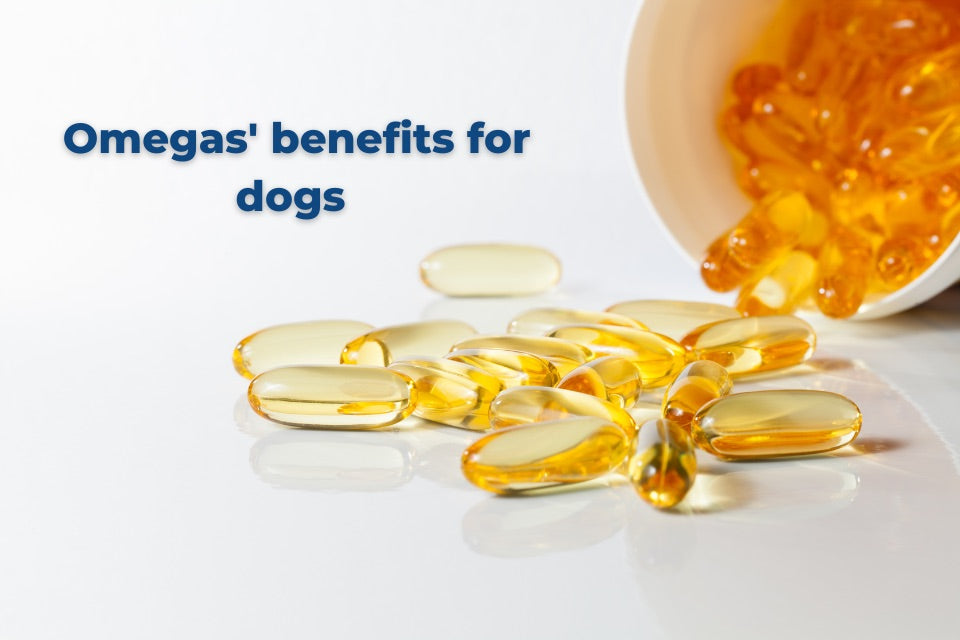 omega's benefits for dogs