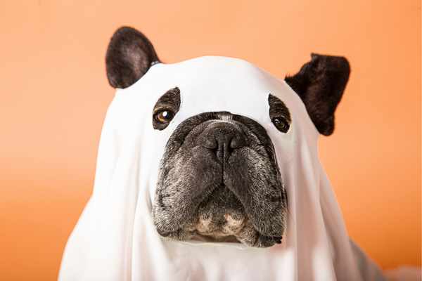 <b> 5 Halloween Tips From a Vet- How To Keep Your Dog Calm? </b>