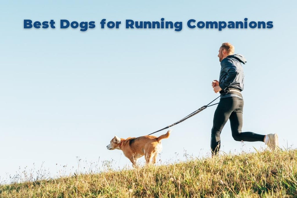 Best Dogs for Running Companions