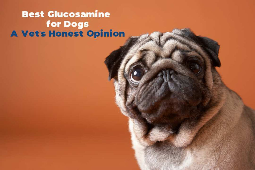 Best Glucosamine  for Dogs A Vet’s Honest Opinion