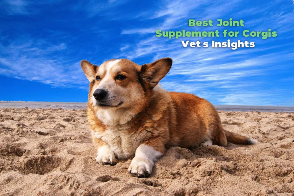Best Joint Supplement for Corgis