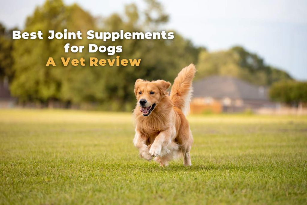 Best Joint Supplements for Dogs