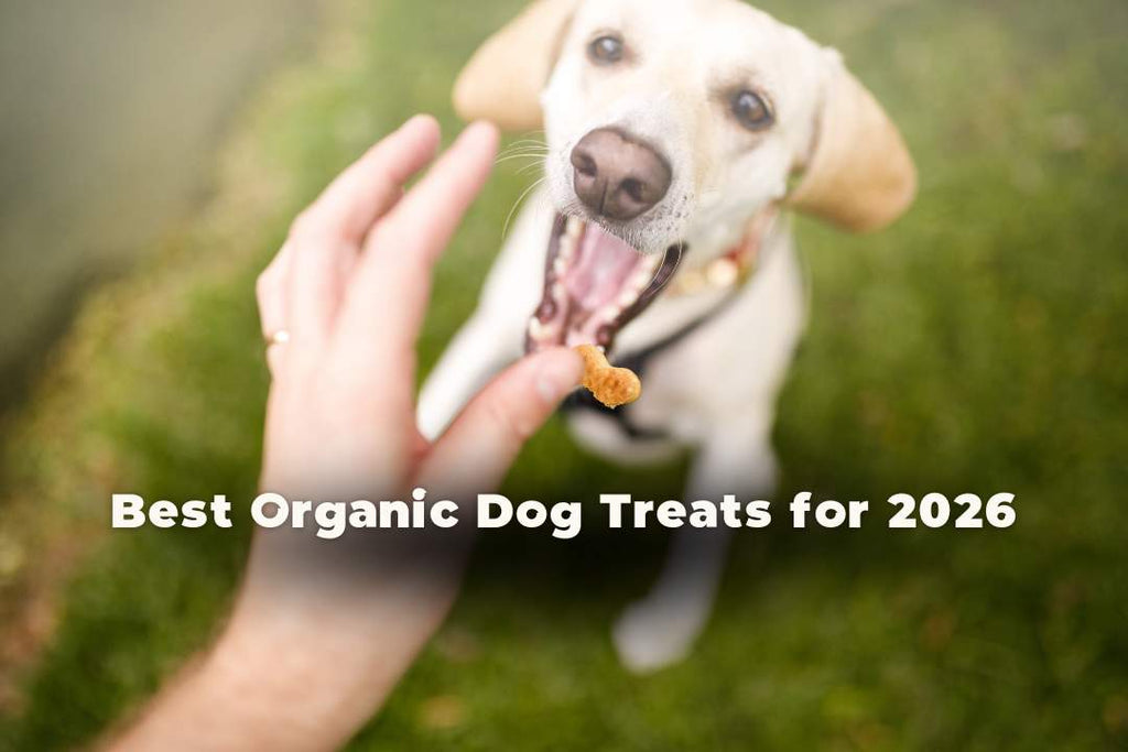 best organic dog treats