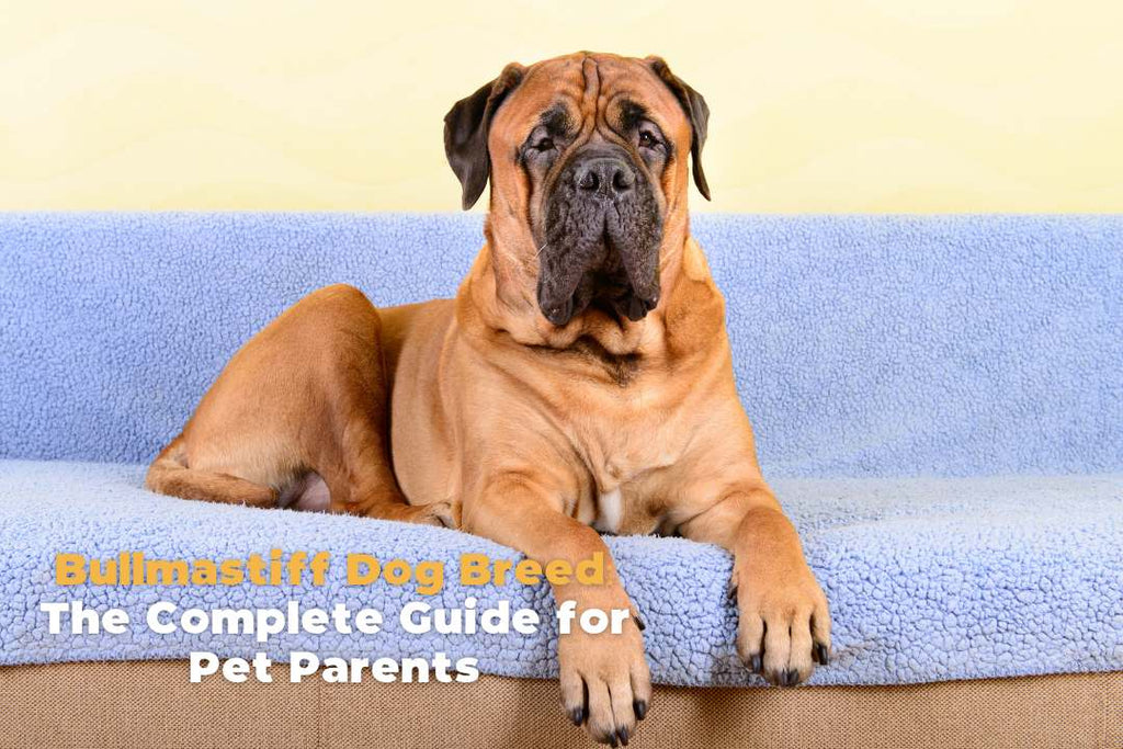 Bullmastiff Dog Breed