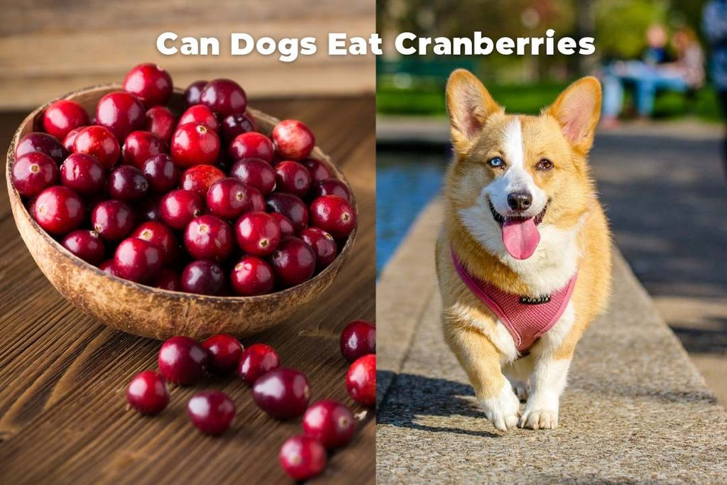 Can Dogs Eat Cranberries