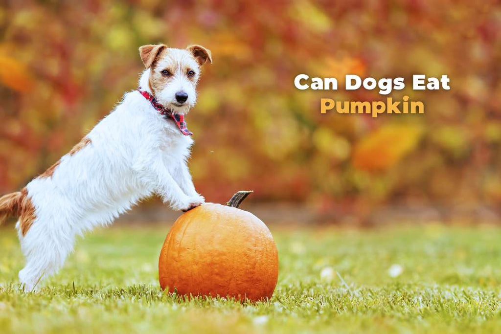 is pumpkin safe for dog