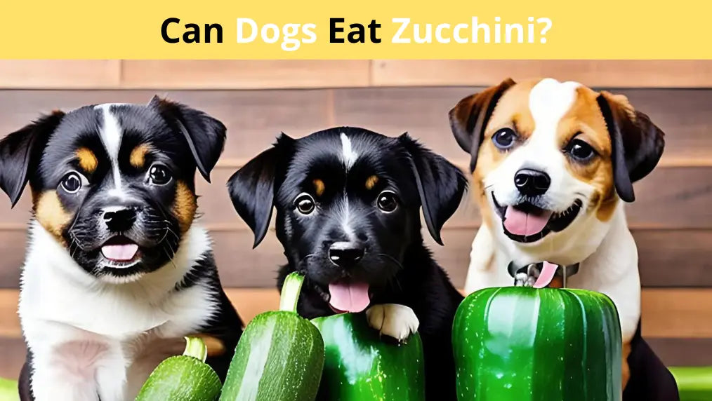 Can Dogs Eat Zucchini?