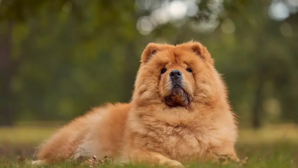 Chow Chow: History, Characteristics, Temperament & Care Tips