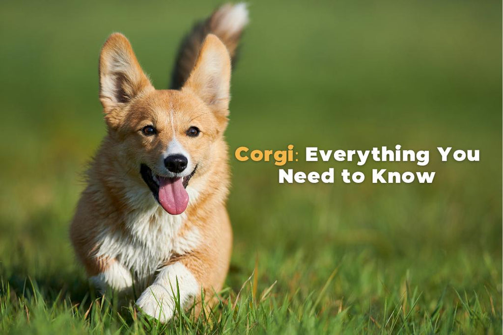 Corgi History, Characteristics, Temperament & Care Tips