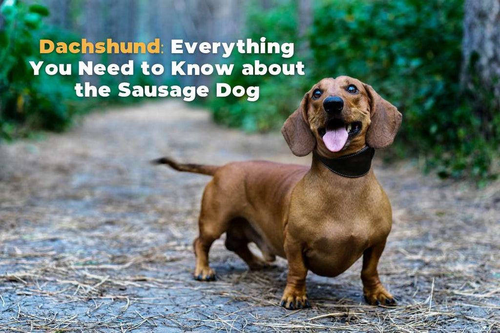 Dachshund Dog Breed