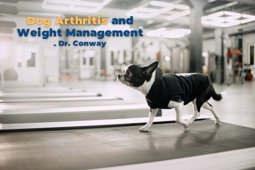 Dog arthritis, weight management 