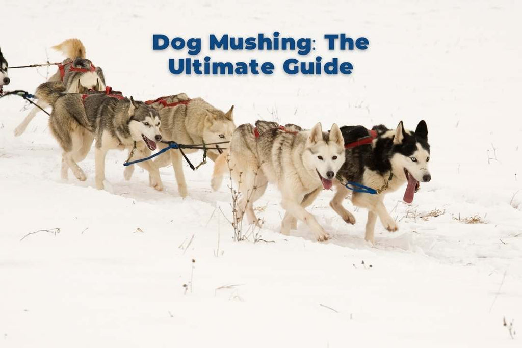 what is Dog Mushing