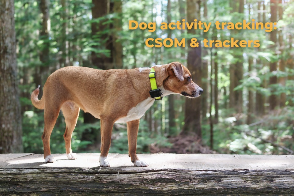 Dog activity tracking: CSOM & trackers 