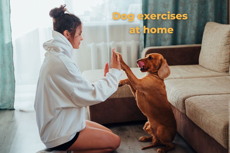 Dog exercises at home