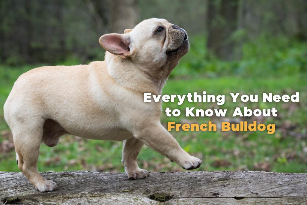 French Bulldog