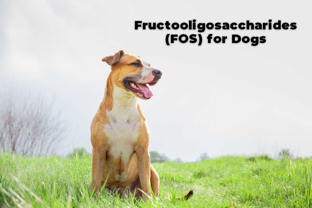 Fructooligosaccharides for Dogs