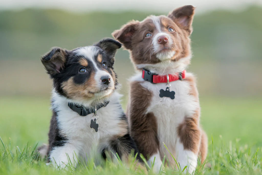 Puppy's Food Requirements