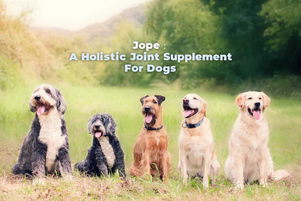 Jope : A Holistic Joint Supplement For Dogs