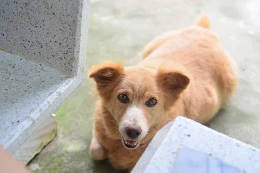 5 Vet Secrets to Help Your Dog Lose Weigh, cute fat dog