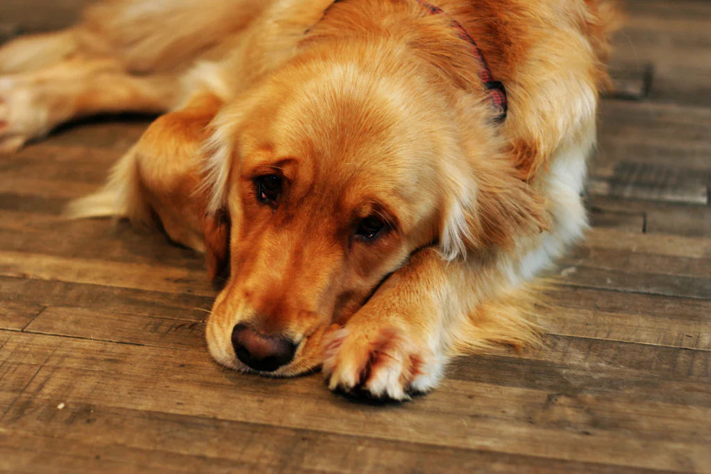 Dog elbow dysplasia