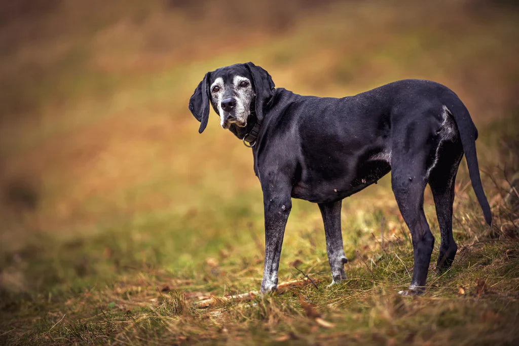 Tips to Get Your Senior Dog Moving Again