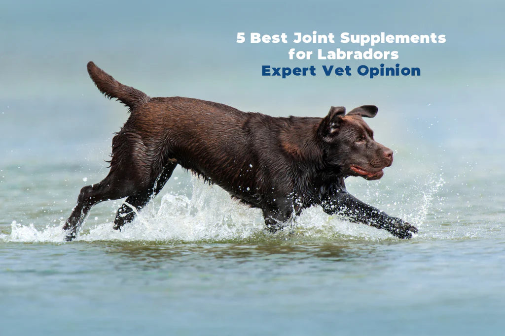 5 Best Joint Supplements for Labradors 2023 - Expert Vet Opinion 