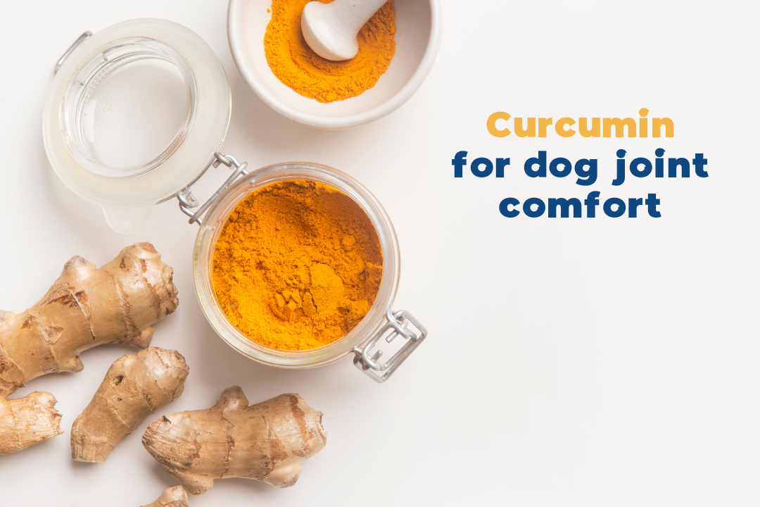 Turmeric (Curcumin) for Dogs with Osteoarthritis - Jope
