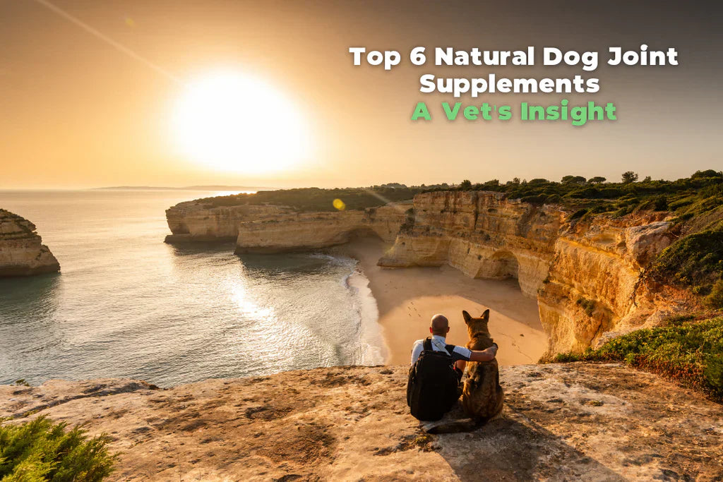 Top 6 Natural Dog Joint Supplements - A Vet's Insight