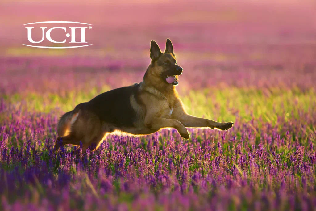 UC-II to protect German Shepherd's joints