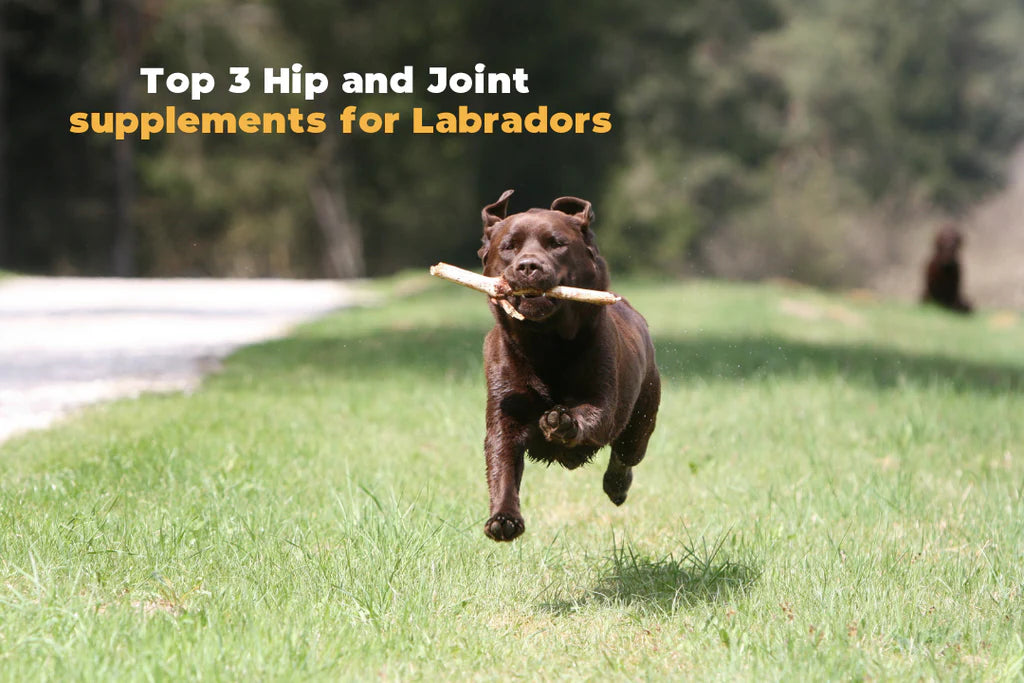 Top 3 Hip and Joint  supplements for Labradors