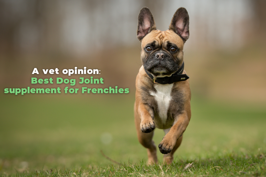 A vet opinion: 2023 Best Dog Joint supplement for Frenchies (French Bulldogs) 